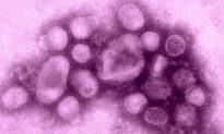 Trường hợp mắc biến thể cúm lợn trên người được phát hiện lần đầu tiên tại Anh, giới chức y tế đang nỗ lực tìm nguồn lây nhiễm