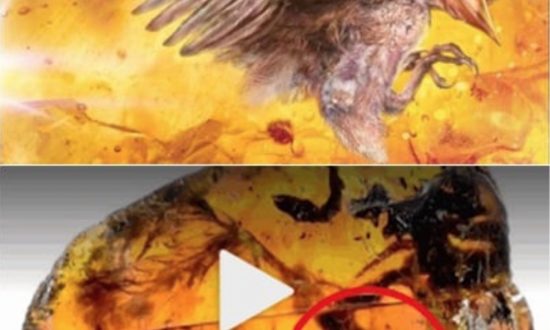 Hổ phách chứa chim non cổ đại 99 triệu năm