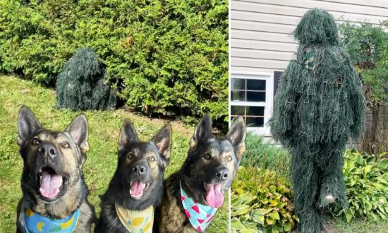Video hài hước: Người đàn ông mặc trang phục bụi cây chơi trốn tìm cùng 3 chú chó, kết quả khiến vợ anh không nhịn được cười