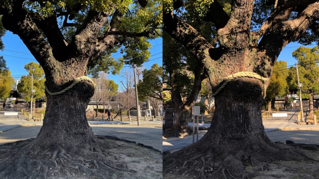 Vì sao cây cổ thụ ở Nhật Bản lại được cột quanh bằng dây thừng?