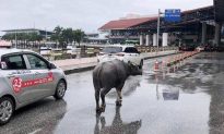 Hà Nội: Trâu đi lạc vào nhà ga hành khách sân bay Nội Bài