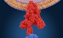 Protein gai làm gián đoạn khả năng miễn dịch - một số phương pháp điều trị