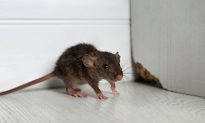 Video: Người đàn ông Anh quay được cảnh một con chuột giúp mình 'dọn dẹp' mỗi đêm