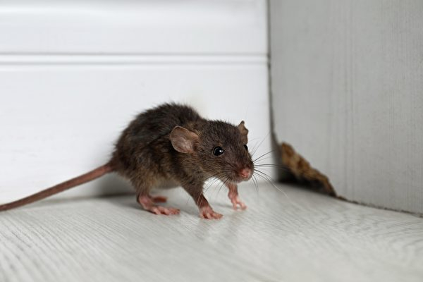 Video: Người đàn ông Anh quay được cảnh một con chuột giúp mình 'dọn dẹp' mỗi đêm