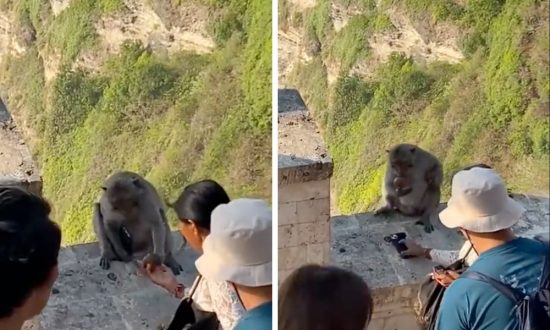 Khỉ đòi ‘tiền chuộc’ điện thoại ở Bali