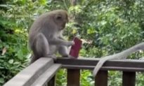 Nữ du khách bất lực khi nhìn thấy con khỉ xé hộ chiếu trước mặt thành từng mảnh