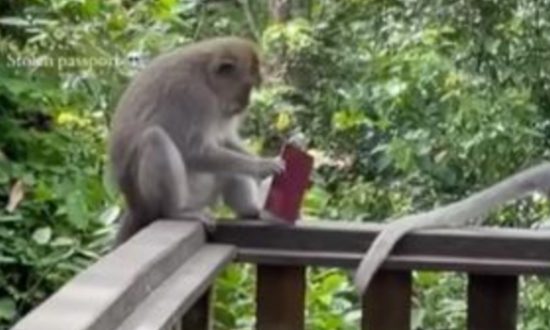 Nữ du khách bất lực khi nhìn thấy con khỉ xé hộ chiếu trước mặt thành từng mảnh