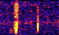 Các nhà khoa học vô tình giải mã được một âm thanh lớn vang lên trong đại dương nhiều thập kỷ trước