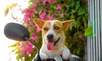 Tại sao chó lại mừng khi chủ về: Cách cún cưng thể hiện tình cảm