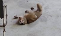 TP. HCM: Một con khỉ tấn công nữ nhân viên quán cà phê
