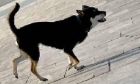 Đắk Lắk: Chó Becgie nặng 35kg điên cuồng lao vào cắn chủ