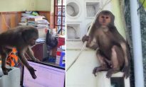 Phú Yên: Xuất hiện khỉ 'náo loạn' nhà dân