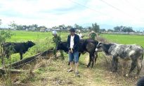 Người đàn ông thuê xe tải đi xuyên tỉnh trộm 7 con bò