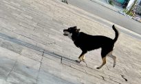 Cà Mau: Chủ quán thịt chó tử vong sau 5 tháng bị chó cắn