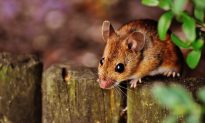 Làm thế nào để đuổi lũ chuột thường xuyên cắn phá trong vườn?