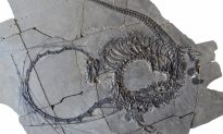 Các nhà cổ sinh vật học phát hiện 'rồng Trung Quốc' 240 triệu năm tuổi