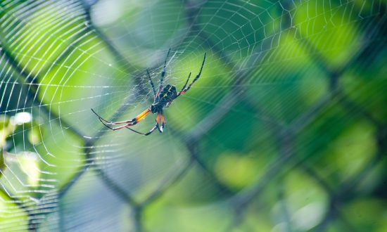 Tại sao nhện không bị dính vào mạng lưới của chính mình?