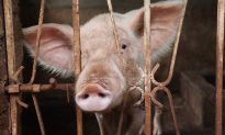 Chuyên gia: Tránh xa bộ phận này của lợn, vì nó là nơi bẩn nhất, ăn vào có thể nhiễm khuẩn và mắc bệnh