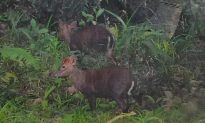 Huế: Người dân chụp được 2 động vật quý hiếm ở Vườn Quốc gia Bạch Mã