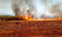 Kon Tum: Cháy gần 6ha mía sắp thu hoạch