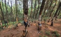 Thanh Hóa: 320 cây thông bị 'xâm hại' trái phép, phạt 2 triệu đồng