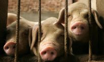 Ngành chăn nuôi lợn ở Trung Quốc vật lộn trong khó khăn tài chính