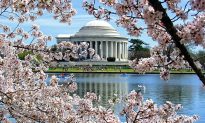 Thơ: Hoa anh đào Washington