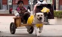 Video: Chó cưng 'lái xe' đến đón cô chủ sau giờ học, tỷ lệ quay đầu nhìn là 100%