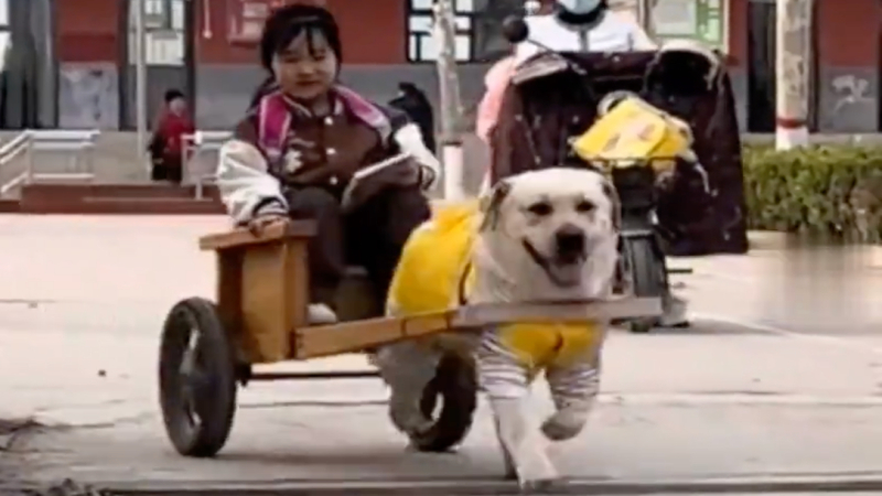 Video: Chó cưng 'lái xe' đến đón cô chủ sau giờ học, tỷ lệ quay đầu nhìn là 100%