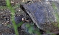 Rùa khổng lồ Fernandina quý hiếm tái xuất sau hơn một thế kỷ biến mất
