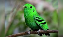 Tuyệt chủng 70 năm trước, loài chim mỏ rộng xanh hiếm hoi xuất hiện trở lại.