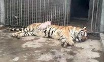 Trung Quốc: Lợn con ngủ trên bụng hổ ở vườn thú Sơn Tây gây tranh cãi sôi nổi