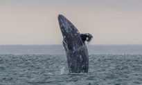 Cá voi xám mất tích hơn 200 năm quay trở lại Đại Tây Dương, các nhà khoa học bất ngờ