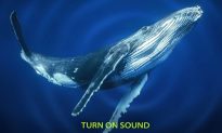Bí ẩn tiếng hát của cá voi nơi đại dương sâu thẳm