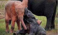 Bất ngờ phát hiện chú voi màu hồng quý hiếm đang chơi trong đầm nước ở Nam Phi