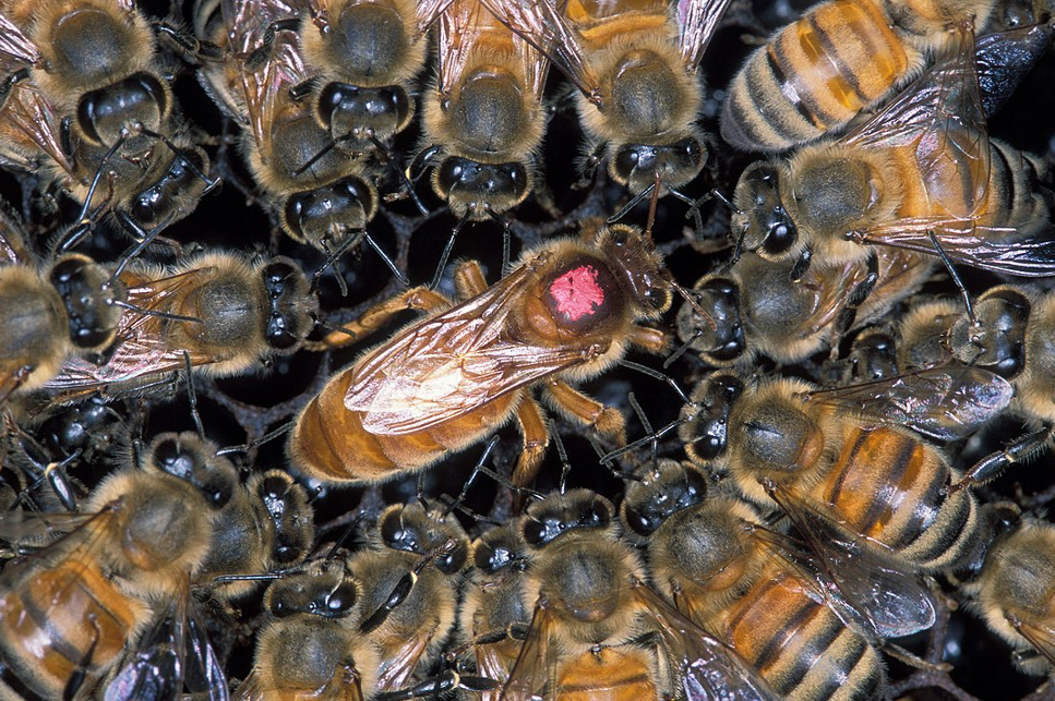 Có phải tất cả các loài ong đều có ong chúa? Tại sao ong mật lại có ong chúa?