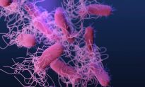 Vi khuẩn Salmonella gây hại cho sức khoẻ như thế nào?
