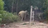 Đồng Nai: Clip voi rừng 'bẻ' cây làm đứt hàng rào điện