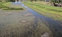 Hồ Dầu Tiếng: Xả hơn 7 triệu m³ nước về sông Vàm Cỏ Đông để đẩy mặn