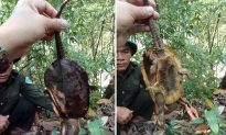Quảng Nam: Phát hiện rùa đầu to cực quý hiếm