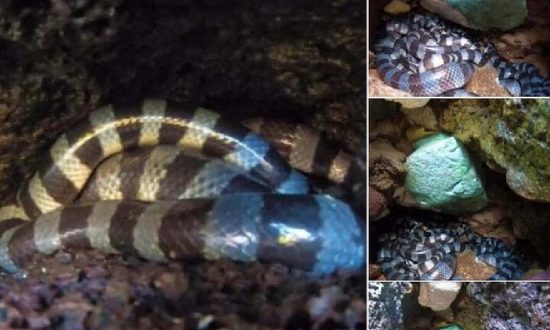 Bình Thuận: Đảo Phú Quý có rắn độc nhất thế giới?