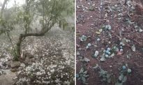 Sơn La: Mưa đá tàn phá hơn 80ha mận hậu