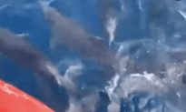 Phú Yên: Đàn cá heo hơn 100 con bơi tung tăng trên biển