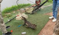 Hà Nội: Cần thủ bất ngờ bắt được cá sấu khi đang câu cá