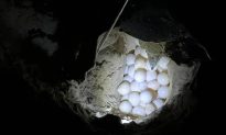 Rùa mẹ từ Malaysia 'vượt biển' đến Côn Đảo đẻ 108 trứng