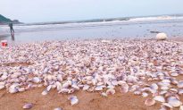 Hà Tĩnh: Hàng tấn ngao tím dạt vào bờ biển