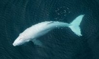 Cá voi lưng gù trắng cực hiếm xuất hiện ở bờ biển Costa Rica
