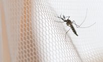 Làm thế nào để thoát khỏi những con muỗi khó chịu? Chuyên gia dạy bạn một số thủ thuật