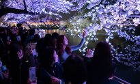 Hoa anh đào ở Tokyo nở rộ rực rỡ, du khách đổ xô đến các địa điểm ngắm hoa