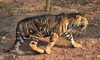 Ấn Độ tái xuất hiện loài "Hổ Đen" hiếm gặp - nguyên nhân hóa đen được tiết lộ